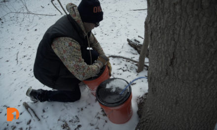Tapping into their roots: Detroit Sugarbush Project collects sap from Rouge Park